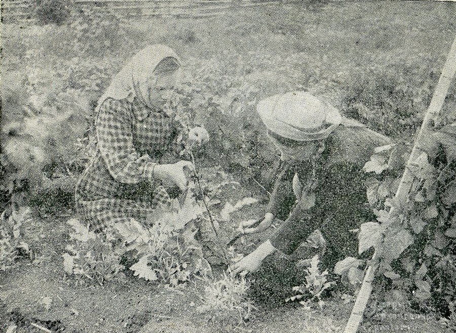 Юные натуралисты на пришкольном участке 1949 г.