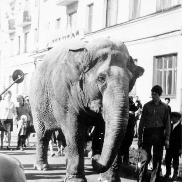 По улицам слона водили. Точнее, слониху